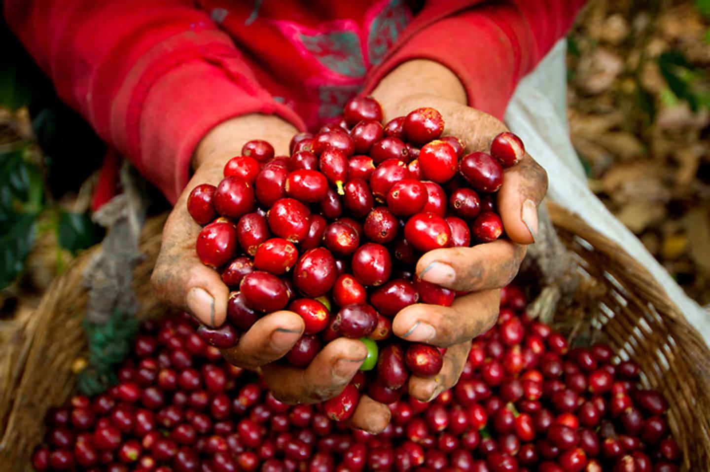 Handfull Of Coffee Cherries Coffee Farm El Salvador