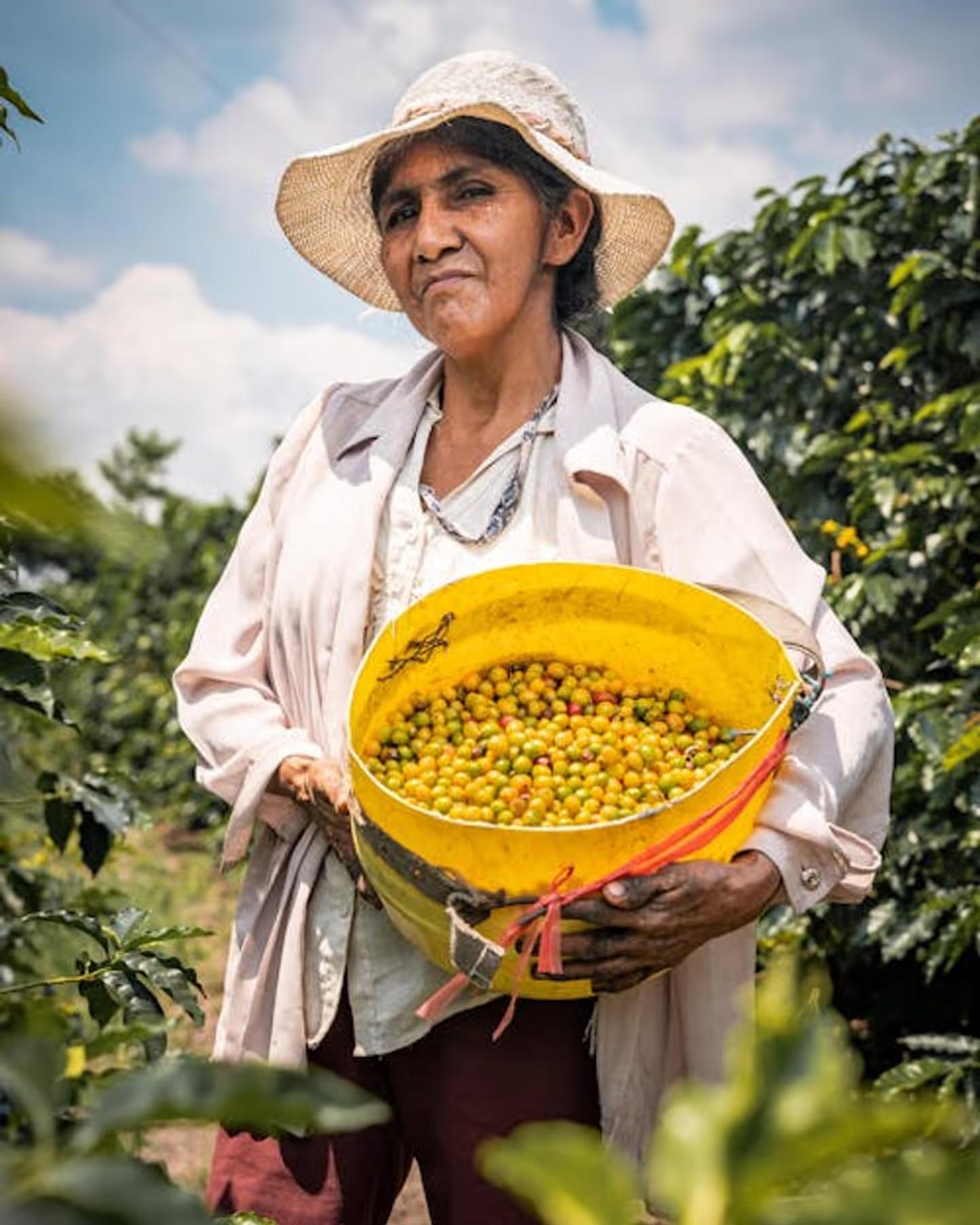Photo of a woman holding a basked filled with coffee cherries at a plantation
